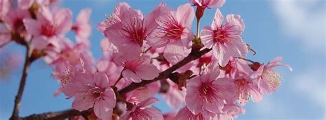 Japanese Cherry Blossoms