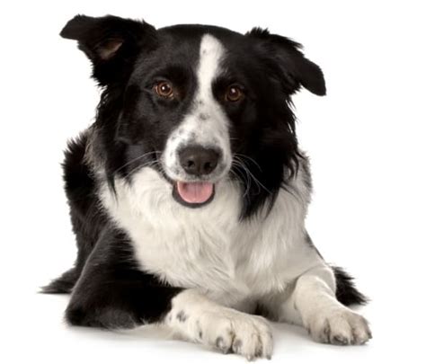 Coat Care for a Border Collie | Dog Grooming Tutorial