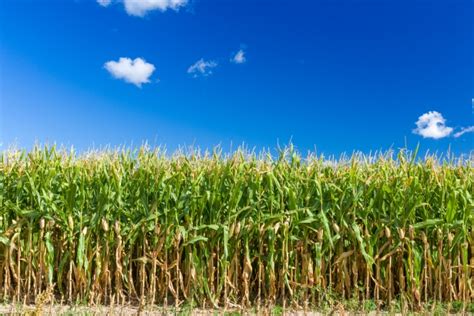 Corn Field Background