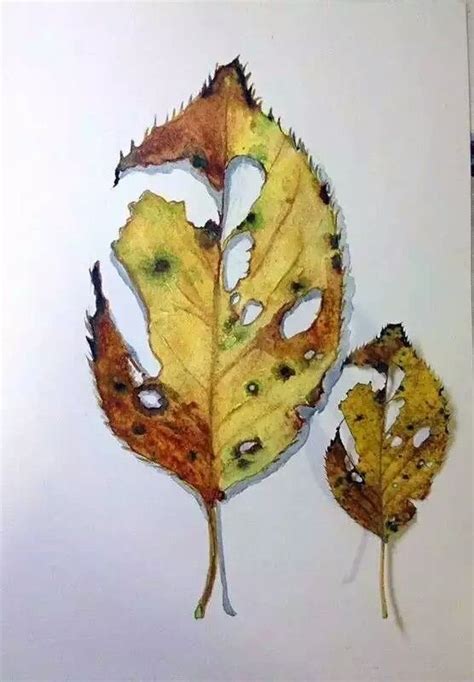 Leaf watercolor | Botanical art, Flower painting, Painted leaves