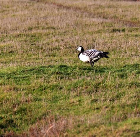 Geflügelpest bei Wildvogel nachgewiesen WELT