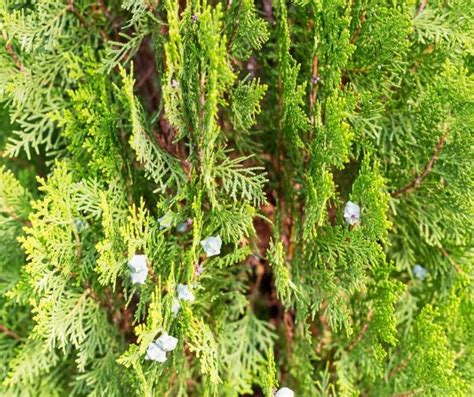 How Far Apart To Plant Arborvitae Trees Indoor Garden Tips