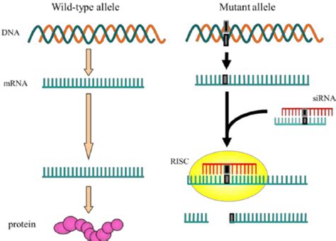 Outline Of Allele Specific Silencing By Rnai Wild Type And Mutant