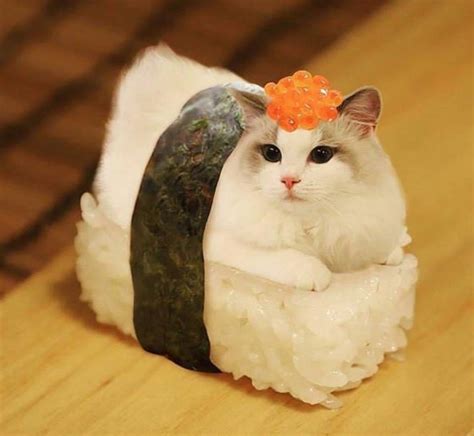 Cute Cat Wearing A Sushi Hat