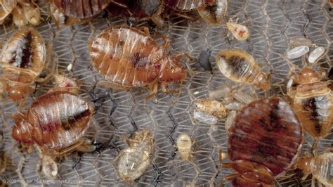 Bed Bug Control My Pest Pros