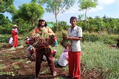 Harga Bawang Merah Bikin Petani Pusing Lombok Post