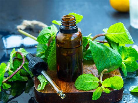 Peppermint Oil Guide To Essential Oils Andrew Weil M D