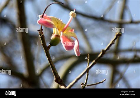 Ceiba Pentandra Cotton Tree Kapok Tree Deciduous Tree With Palmate