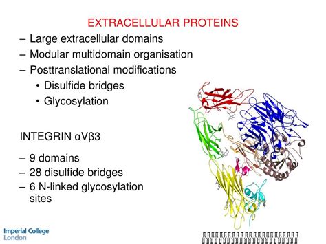 Ppt Protein Expression In Mammalian Cells ~ Techniques Workshop 23 May 2007 Powerpoint