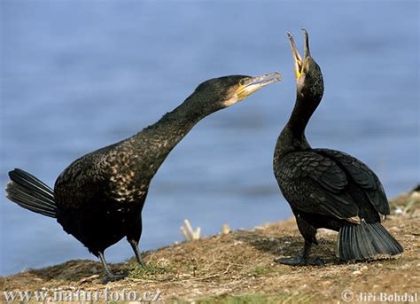 Phalacrocorax Carbo Pictures Great Cormorant Images Nature Wildlife