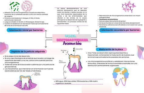 Formaci N De Placa Dentobacteriana Anrt Udocz