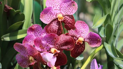 Orchid Fertilizer: Do You Need It and Other Tips - A-Z Animals