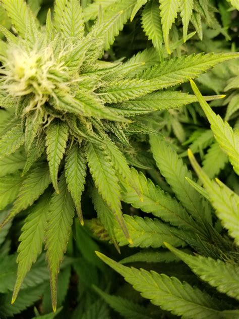 THC Onlyfans' Basement Dungeon: Semi Perpetual Grow | Page 11 | 420