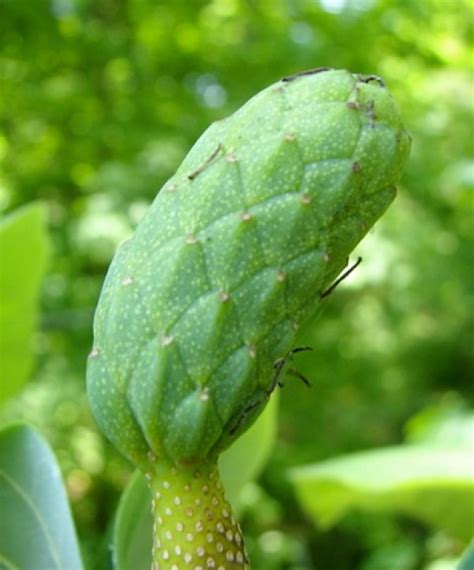 Top 10 Rare And Unusual Cucumbers