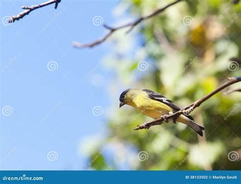 American Goldfinch On Tree Branch Stock Photo Image Of Gold Blue