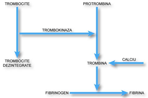 Anatomia Si Fiziologia Sangelui Referat