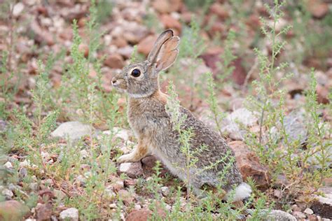 Desert Cottontail (Sylvilagus audubonii)