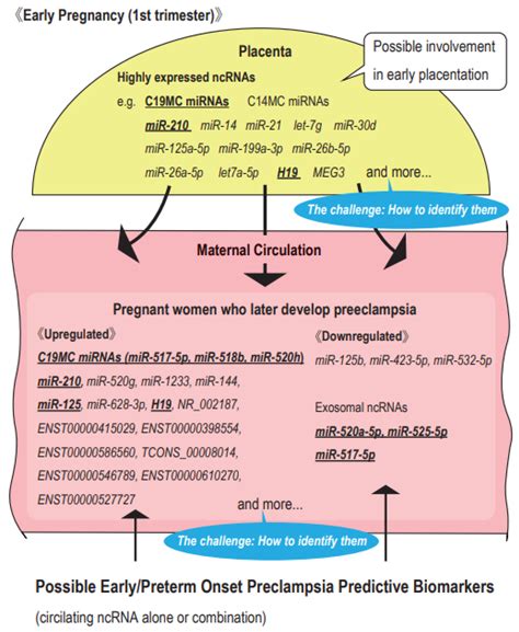 Cells Free Full Text Non Coding Rnas And Prediction Of Preeclampsia