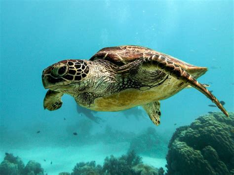 SEA LIFE Porto Nova Iniciativa Quer Ajudar A Salvar As Tartarugas