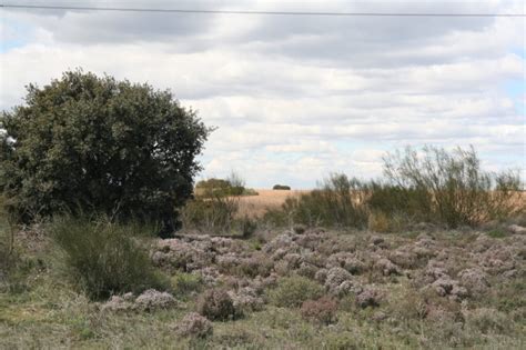 Thymus Vulgaris L Sbp Vulgaris Tomillo N Arba Bajo Jarama