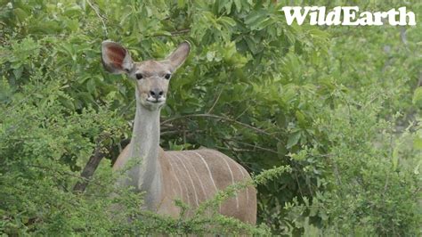 WildEarth Sunset Safari 07 November 2023 YouTube