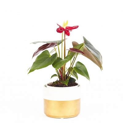 Anthurium Flowering Assorted 4in Washington Cascade Tropicals