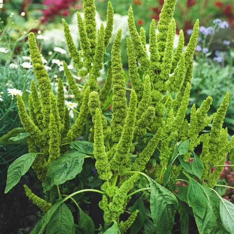 Prince S Feather Amaranthus Hypochondriacus Green Thumb Garden Org