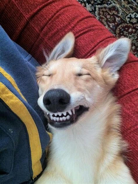 That Is A Funny Joke Baby Dogs Smiling Dogs Funny Animals