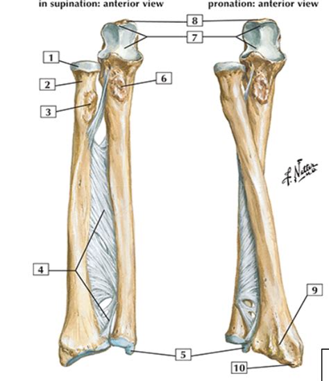 Diagram Of Bony Landmarks Of The Radius And Ulnar Quizlet