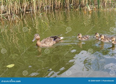 Duck With Ducklings Swimming In A Lake On Sunny Day Stock Image Image