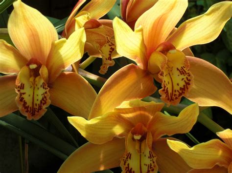 Yellow Orchids