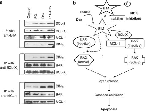 Accumulated Bim Interacts With Bcl Xl And Mcl 1 To Activate Bak In Download Scientific Diagram