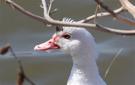 Mysterious Muscovy Duck - FeederWatch