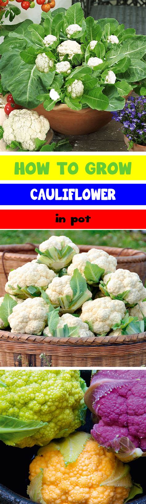 Growing Cauliflower In Containers Urban Gardening Ideas