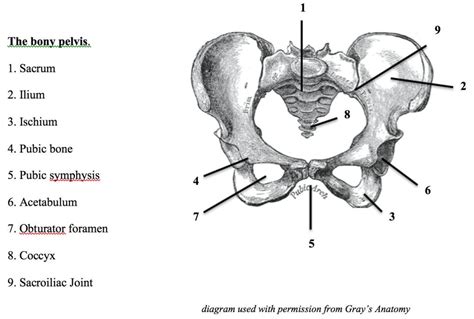 Ischium Anatomy