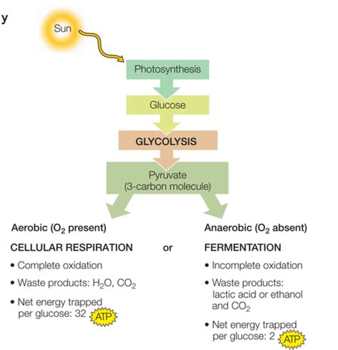 AP Biology Chapter 7 Pathway That Harvest Chemical Energy Flashcards