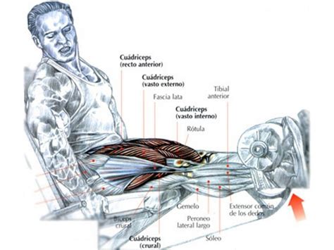 Guía Para Principiantes Xxvi Extensión De Piernas En Máquina