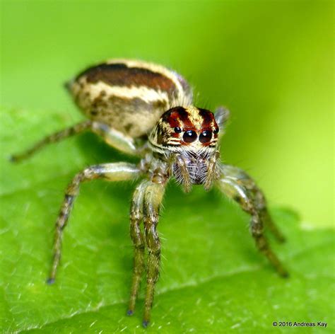 Jumping Spider Salticidae From Ecuador Megadiverso F Flickr