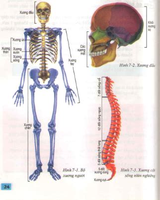 Các phần chính của bộ xương - Sinh Học - Tìm đáp án, giải bài tập, để