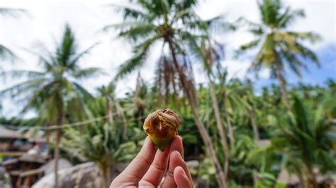 Una mano que sostiene un pequeño fruto de coco con un árbol de coco de