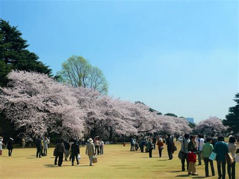 新宿御苑の桜（お花見）情報｜桜の見頃や混雑状況は？注意点などをお届け。周辺の御朱印情報も。 開運戦隊ゴシュインジャー