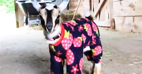 Attention Goats In Pajamas We Repeat Goats In Pajamas Scoopnest