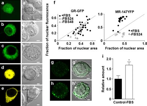 Subcellular Localization Of Exogenously Expressed Gr Gfp And Mr 147yfp