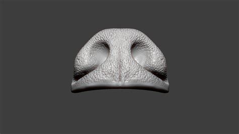 Dog Nose Zbrush Sculpt 3d Model Turbosquid 1774387