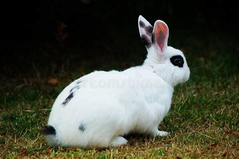 Rabbit Stock Image Image Of White Bunny Black Spots 36478995