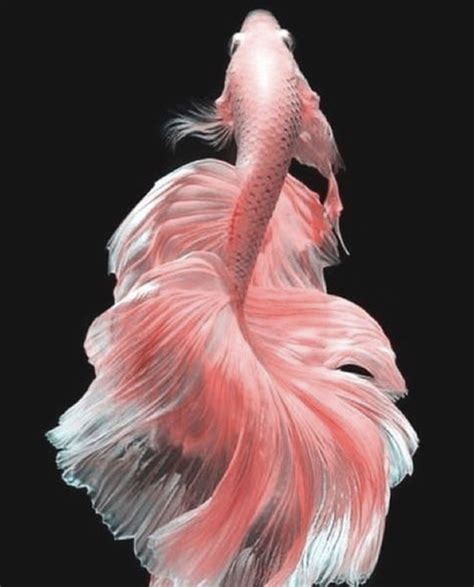 Betta Pink Betta Fish Types Betta Fish Pretty Fish