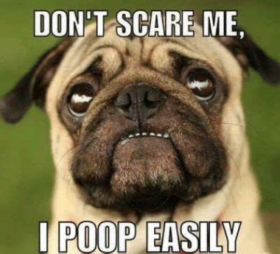 50 Funny Happy Halloween Memes Images of All Time | Funny animal jokes, Funny dog memes, Pugs funny