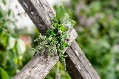 Lemon Balm Melissa Officinalis Balm Common Balm Or Balm Mint