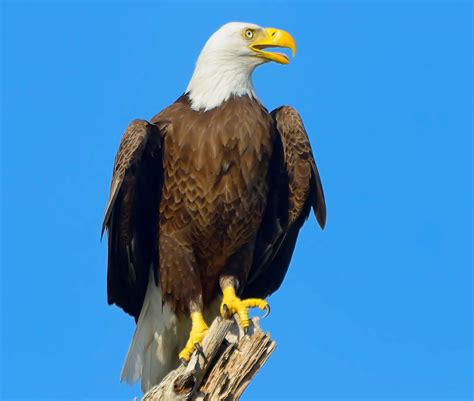 Lone Eagle on Tree | FWS.gov