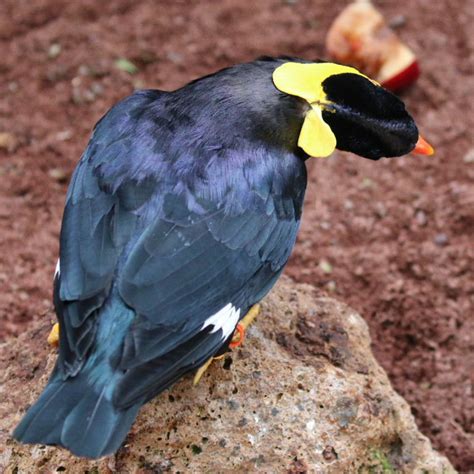 Common Hill Mynah